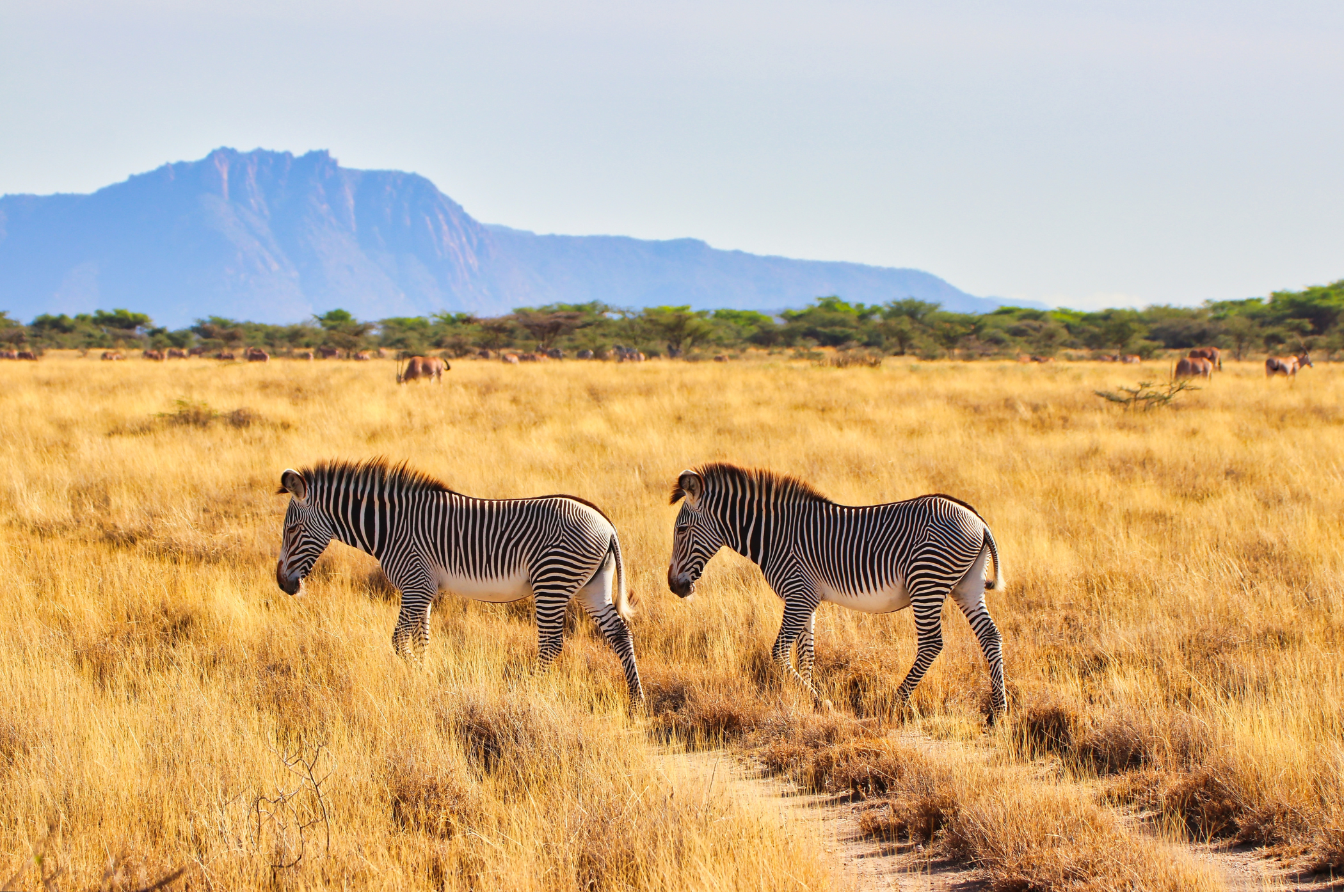 Grevys Zebras Samburu Kenya Africa Savanna Shutterstock 2448053377