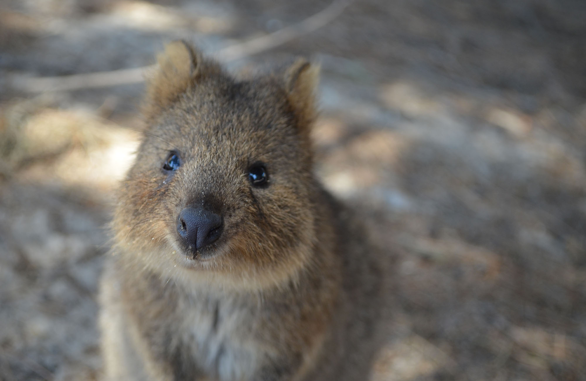 Nærbillede af en quokka.