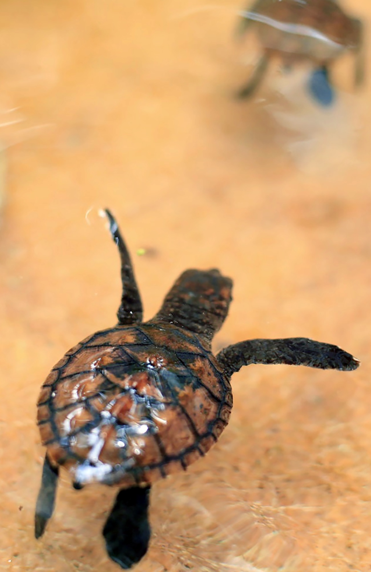 Arbejd frivilligt på Bali i Indonesien | KILROY