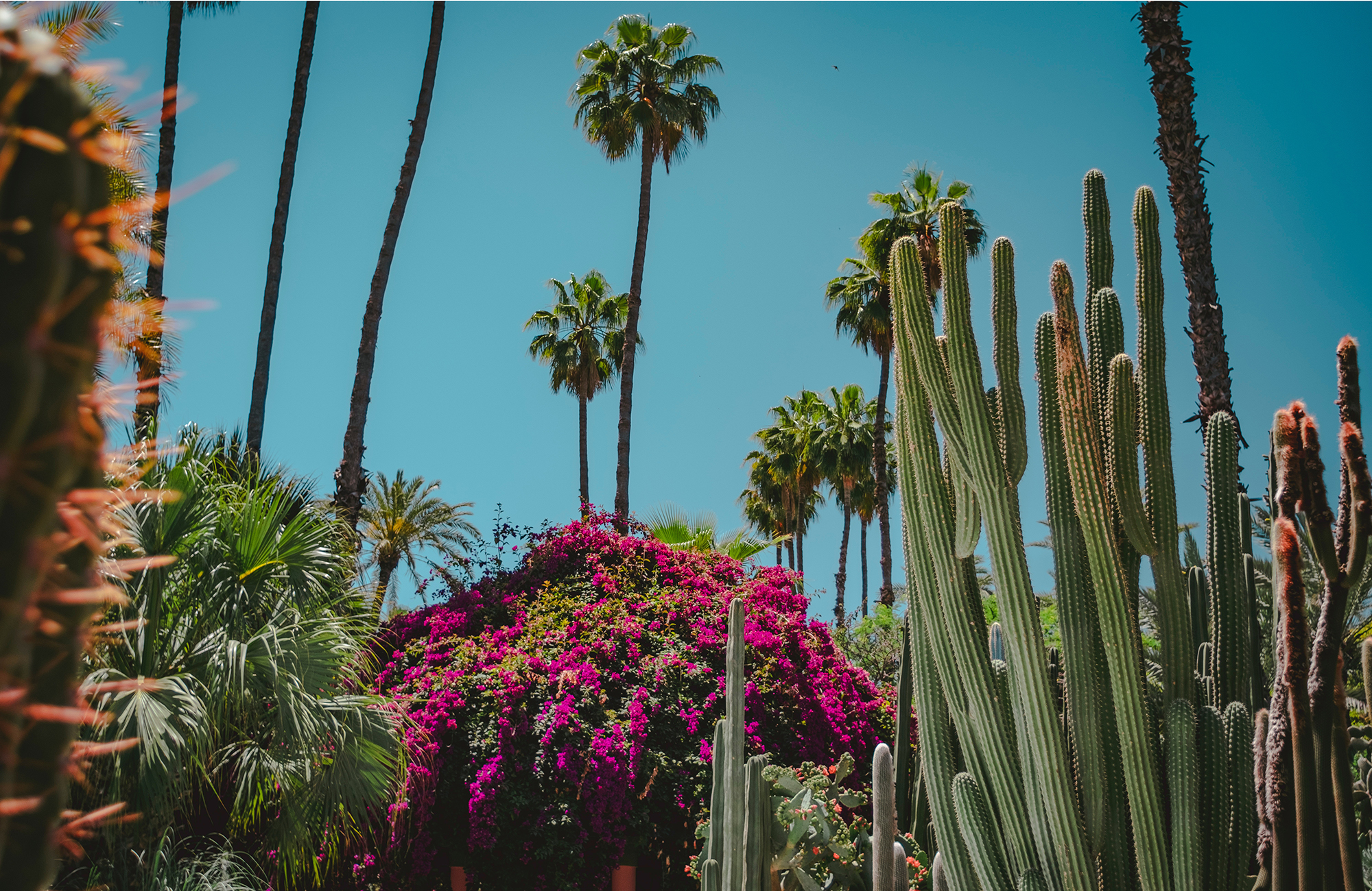 besøg Jardin Majorelle på jeres studietur til Marrakech