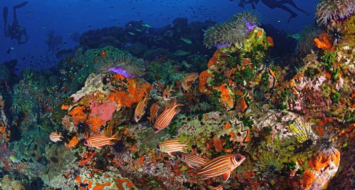 diving-thailand-koh-tao-beautiful-coral