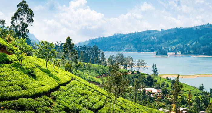 nuwara-eliya-sri-lanka-tea-plantation-view-lake-cover