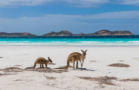 australia-esperance-lucky-bay-kangaroos-at-beach