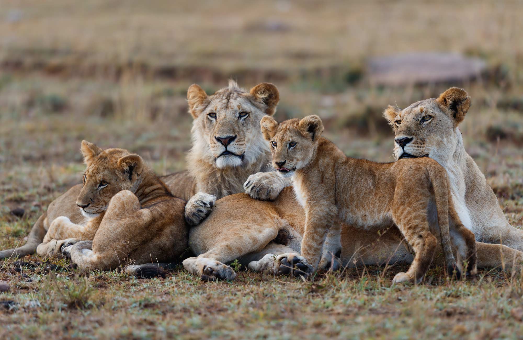 africa-kenya-masai-mara-np-lions-cover