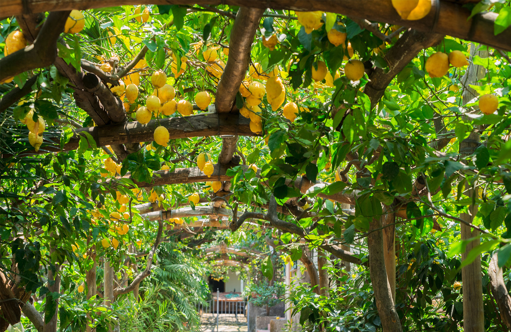 Citronhave i Sorrento