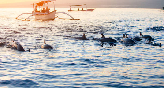 spot delfiner i Lovina på din rejse til Bali