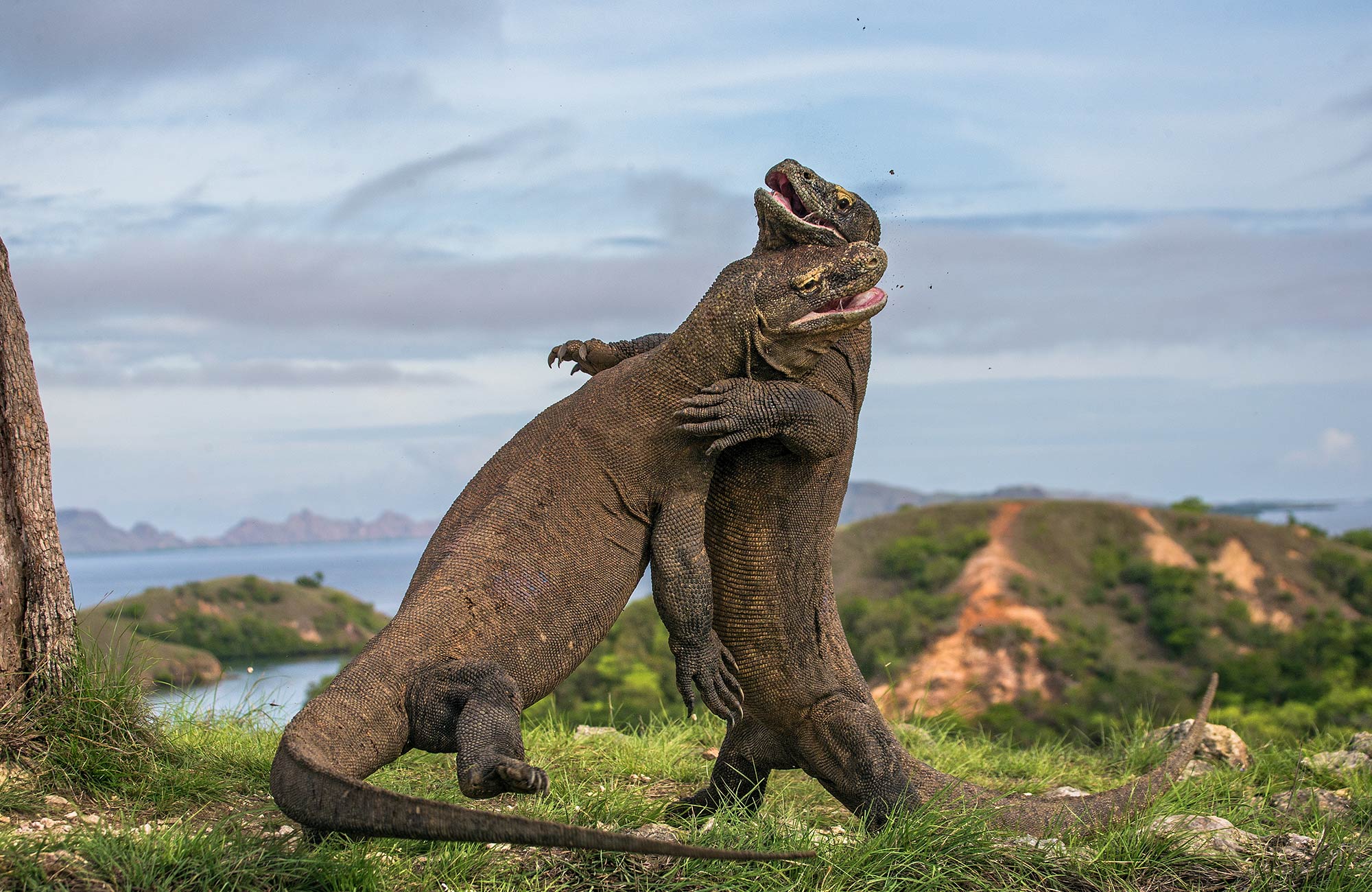Two Komodo Dragons fighting on Komodo Island in Indonesia