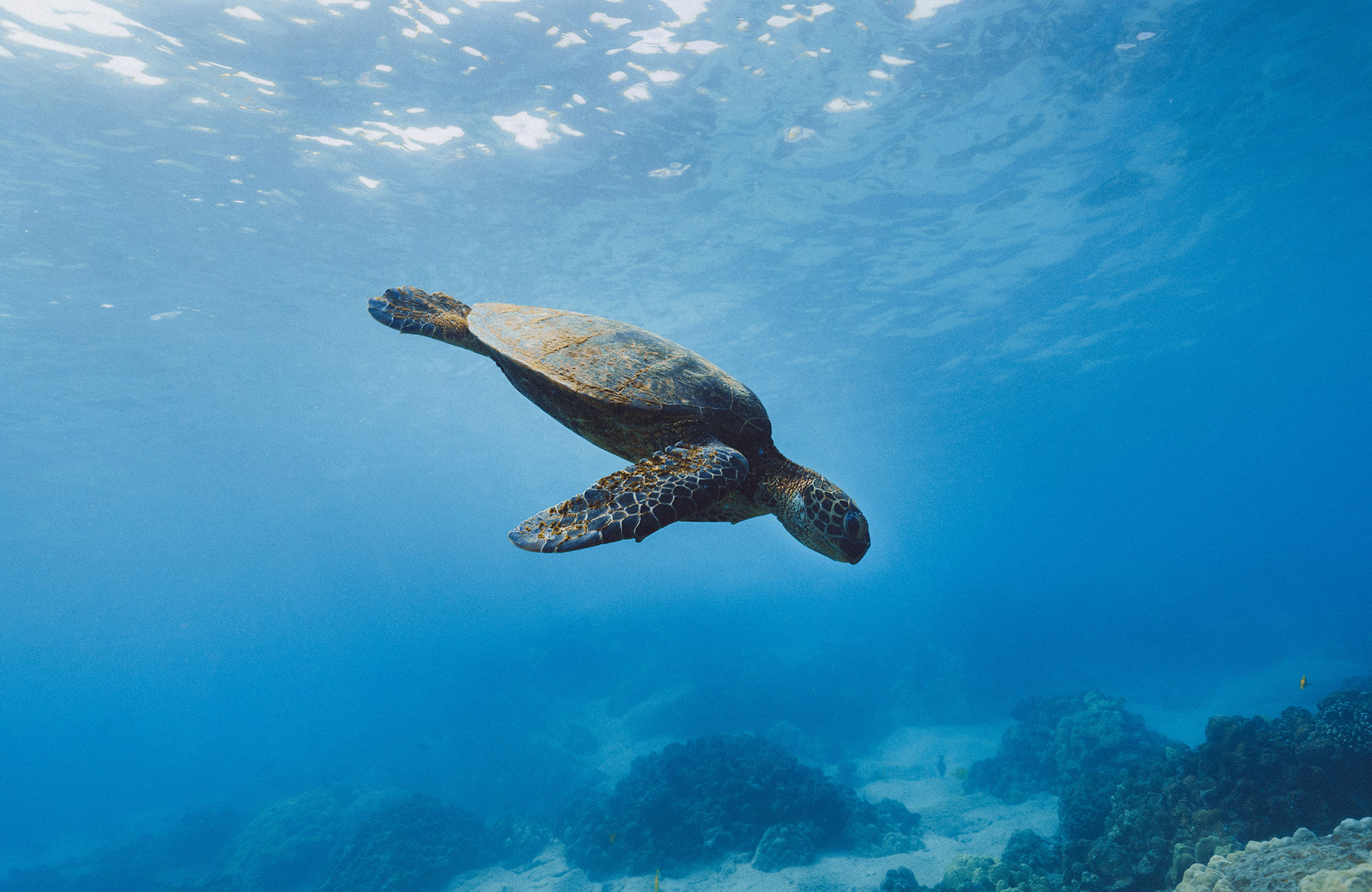 Gør en forskel for Bali skildpadder og arbejd frivilligt i din sommerferie