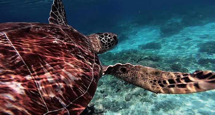 philippines-sea-turtle