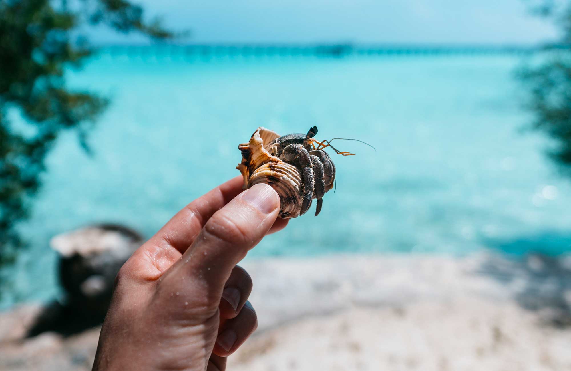 maldives-hand-holding-sand-crab