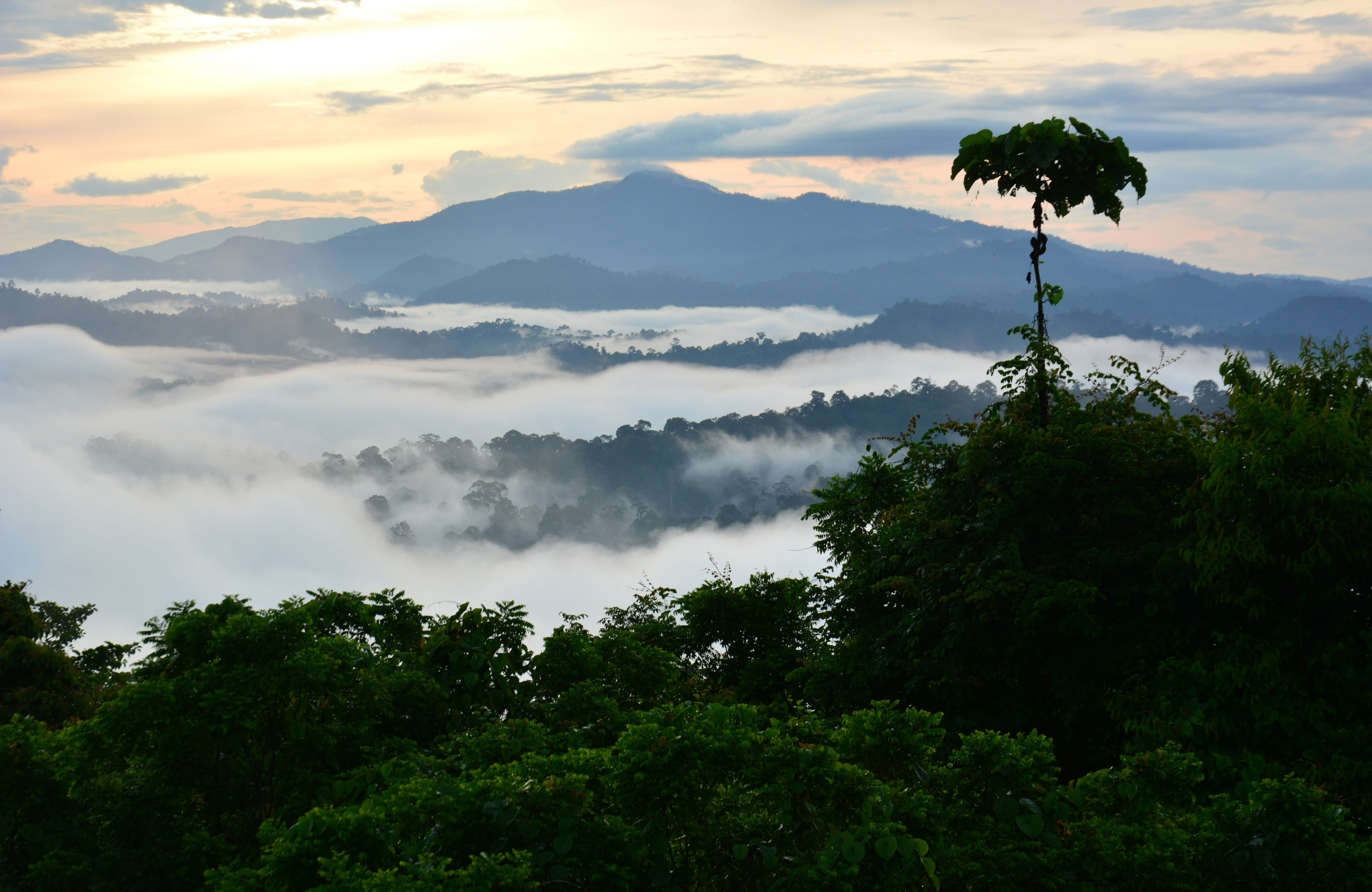 Borneo Danum Valley Rainforest
