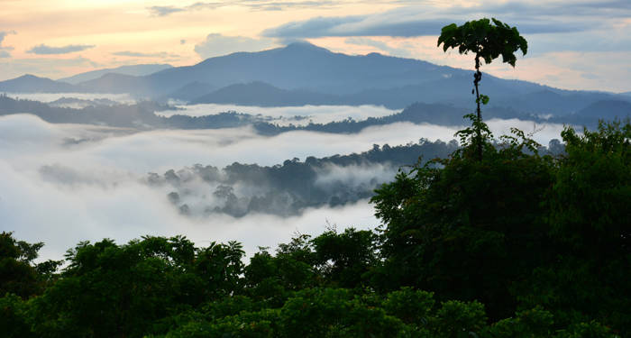 borneos smukke jungle er perfekt for alle naturelskere