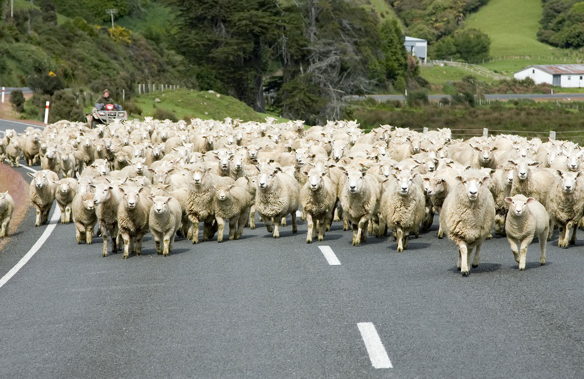 Hi-Top autocamper fra Travellers Autobarn i New Zealand