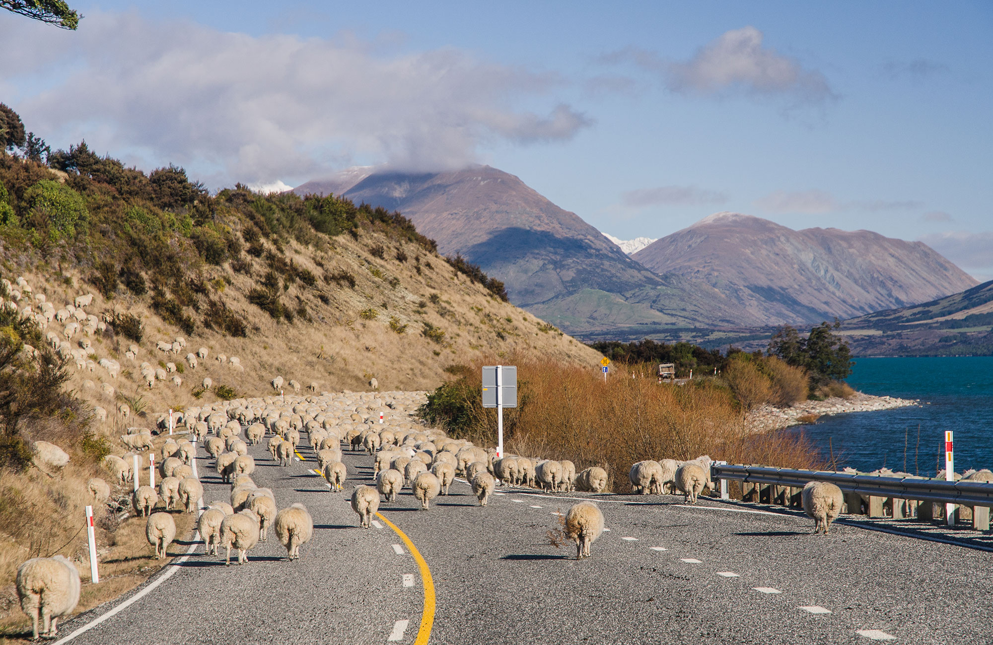 Vej fyldt med får gennem bjergene i New Zealand