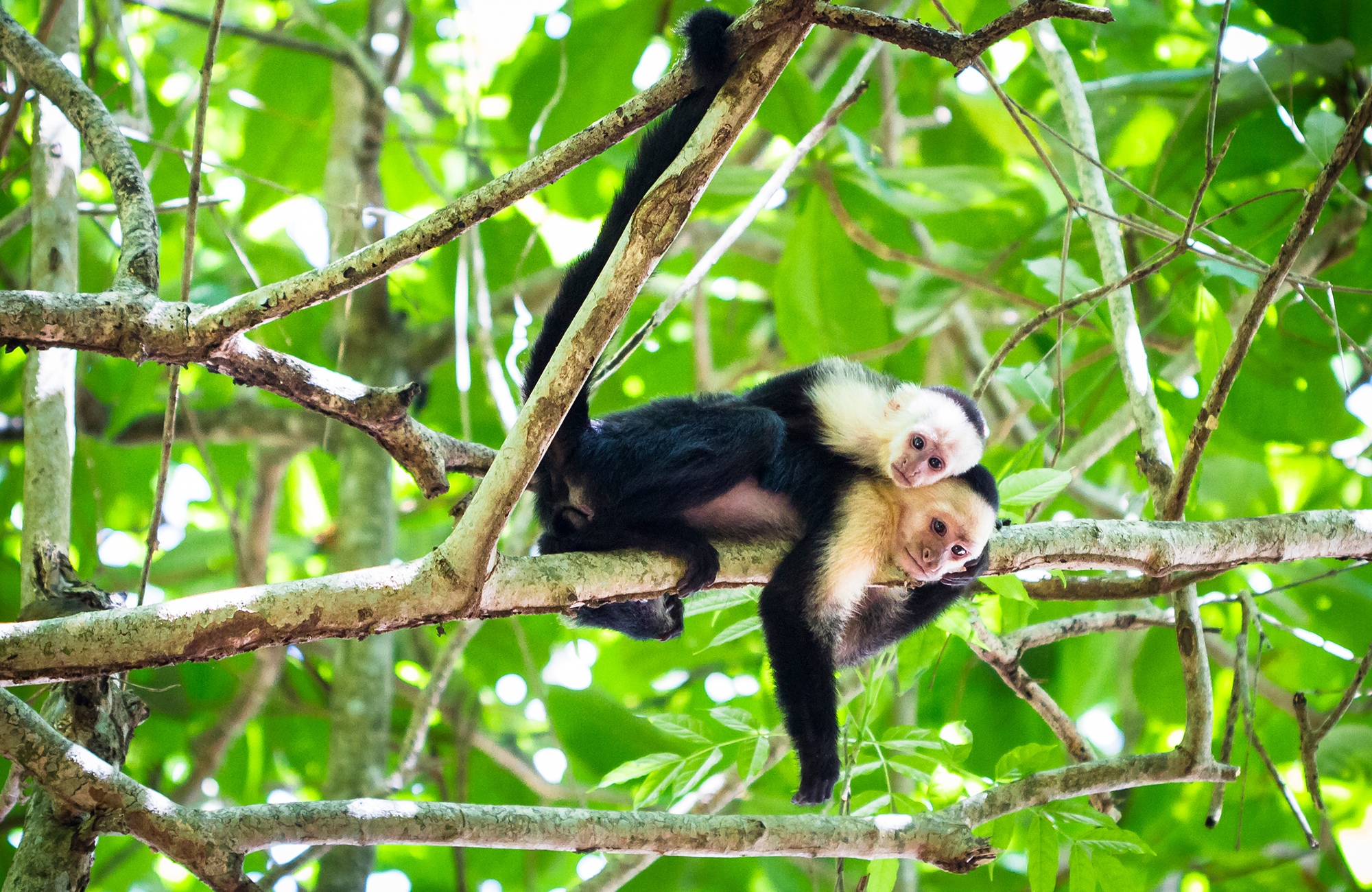 Aber, der ligger ovenpå hinanden i et træ i Tortuguero National Park i Costa Rica