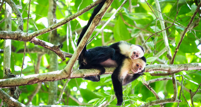 monkeys-on-a-tree-branch-costa-rica