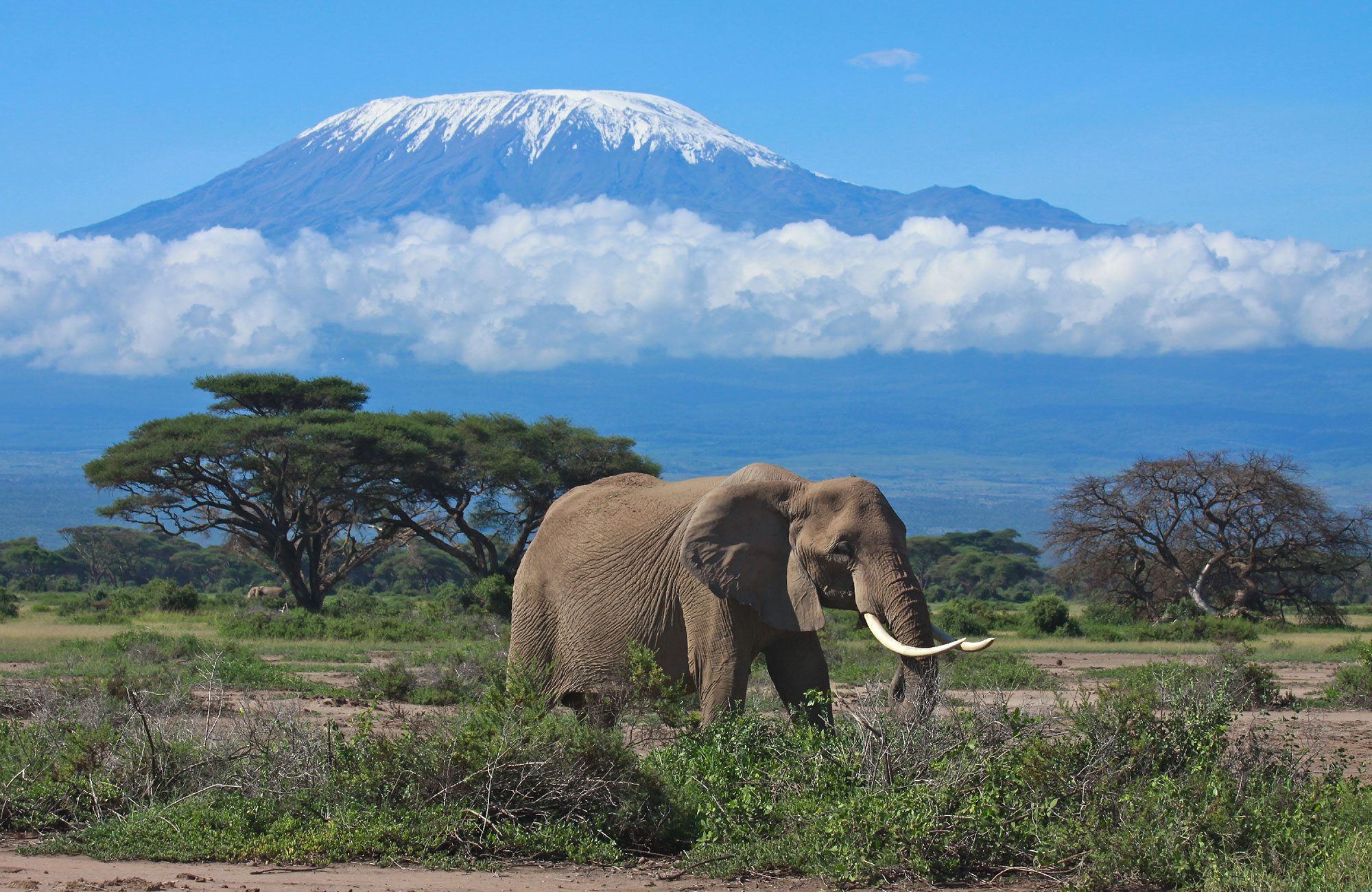 Mt Kilimanjaro med en elefant i forgrunden