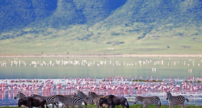 Vilde dyr i Ngorongoro krateret 