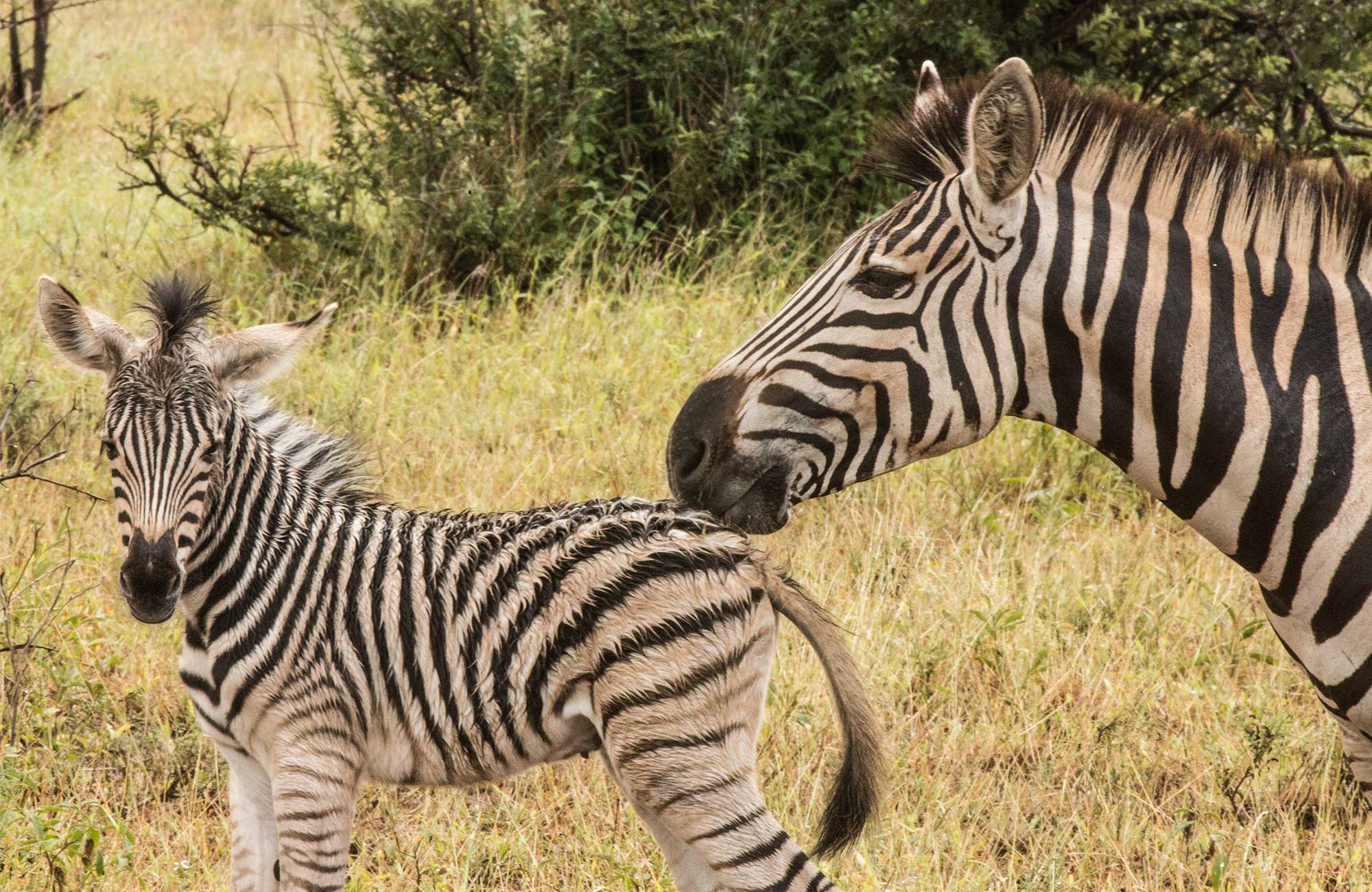 Zebraføl sammen med sin mor. 