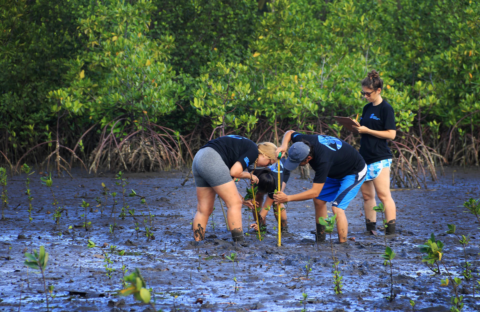 Marine Conservation Philipines Volunteers Measuring Plants