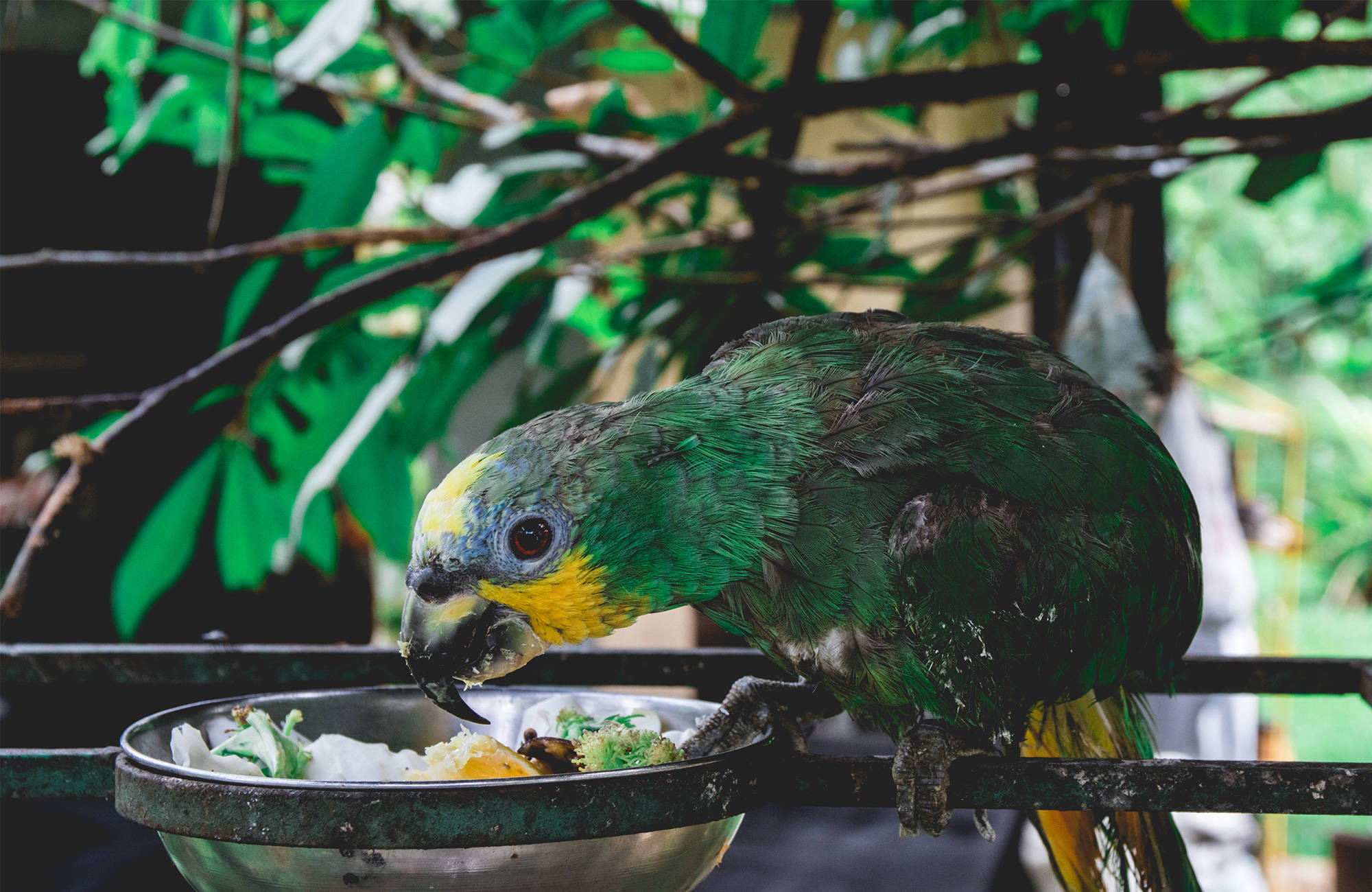 parrot eating from a bowl