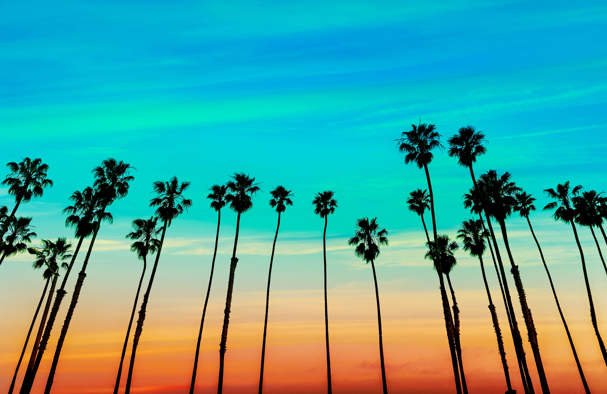 palmer og solnedgang i Santa Barbara