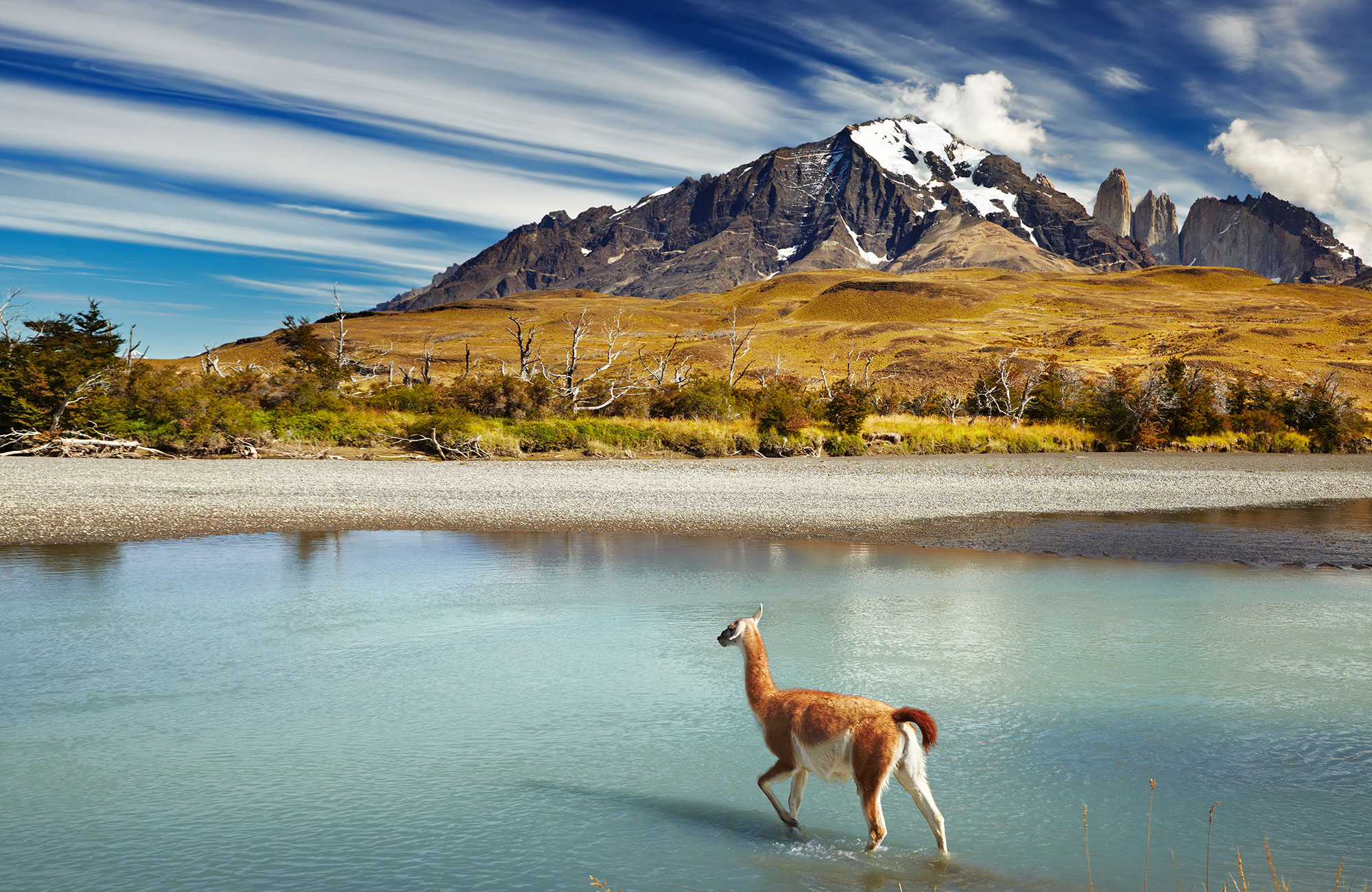 Chile Patagonia Torres Del Paine Np Mountains Guanaco