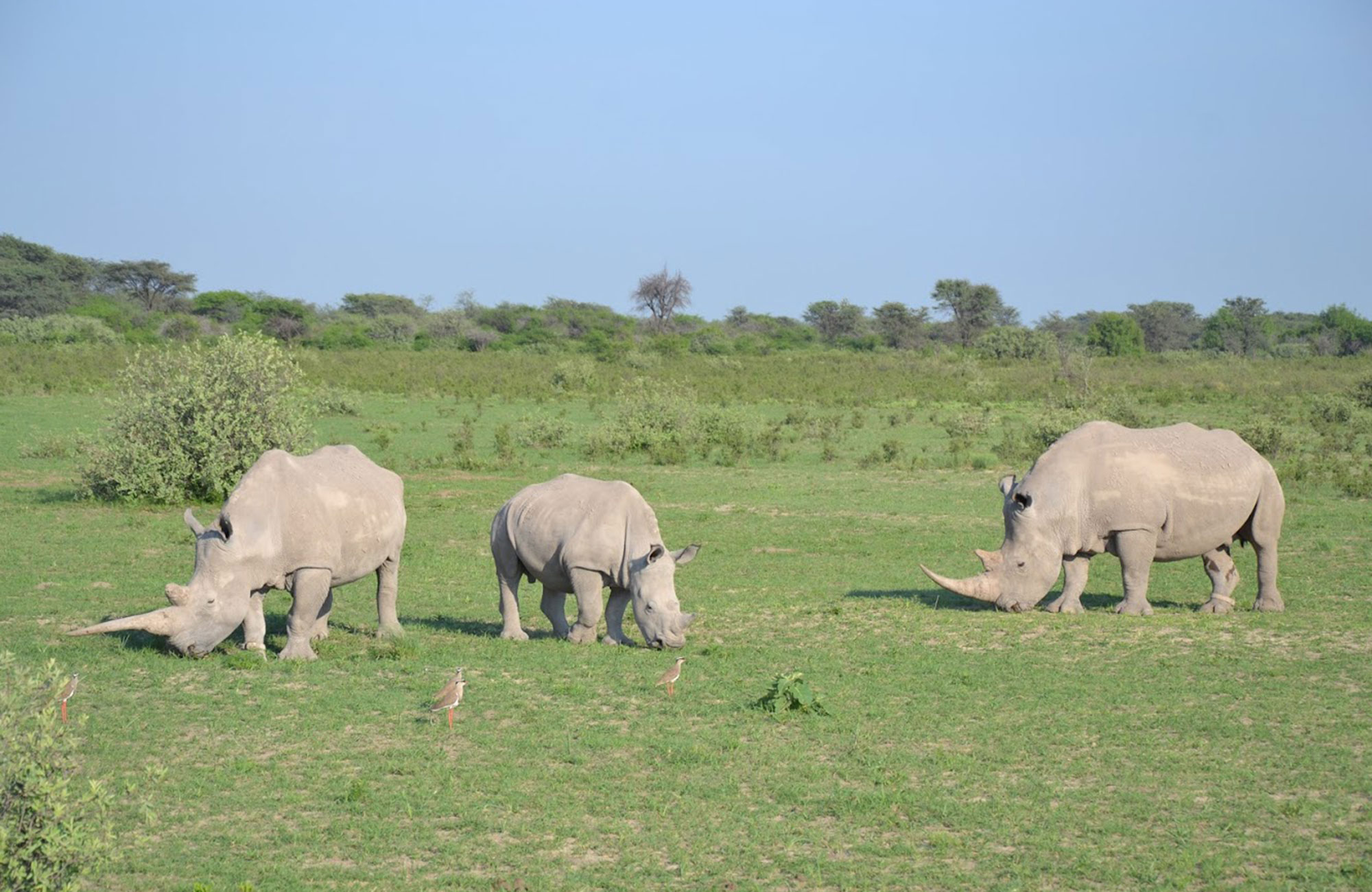 næsehorn i khama rhino sanctuary