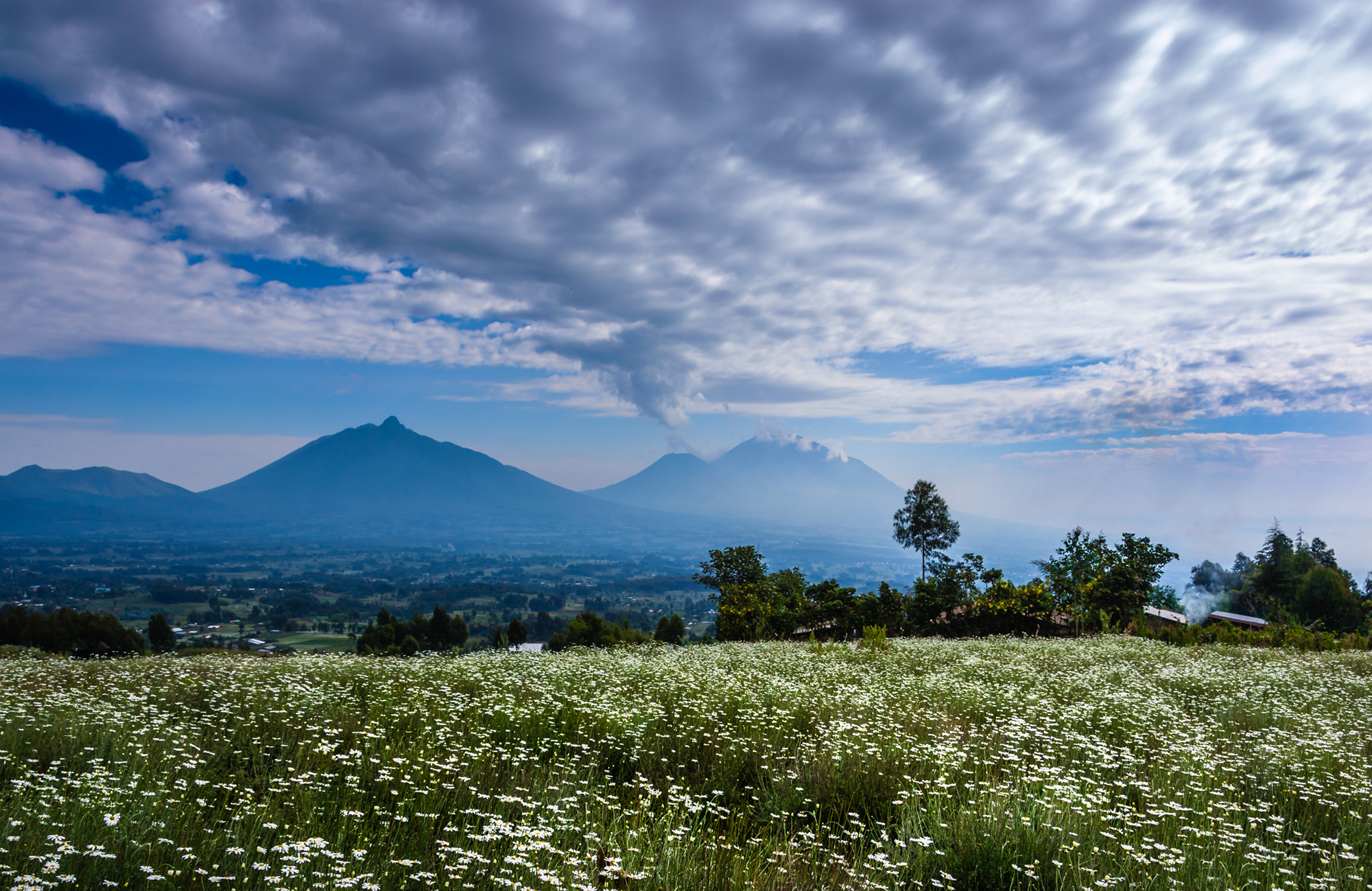 Rwanda Volcanoes Np Field View