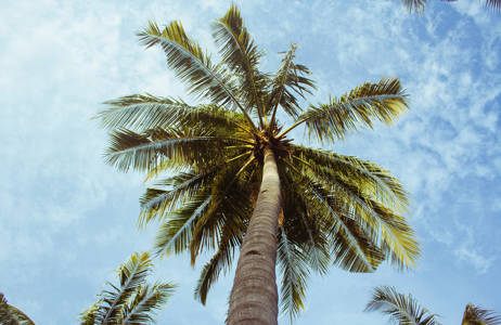Der findes palmetræer overalt på Gili-øerne