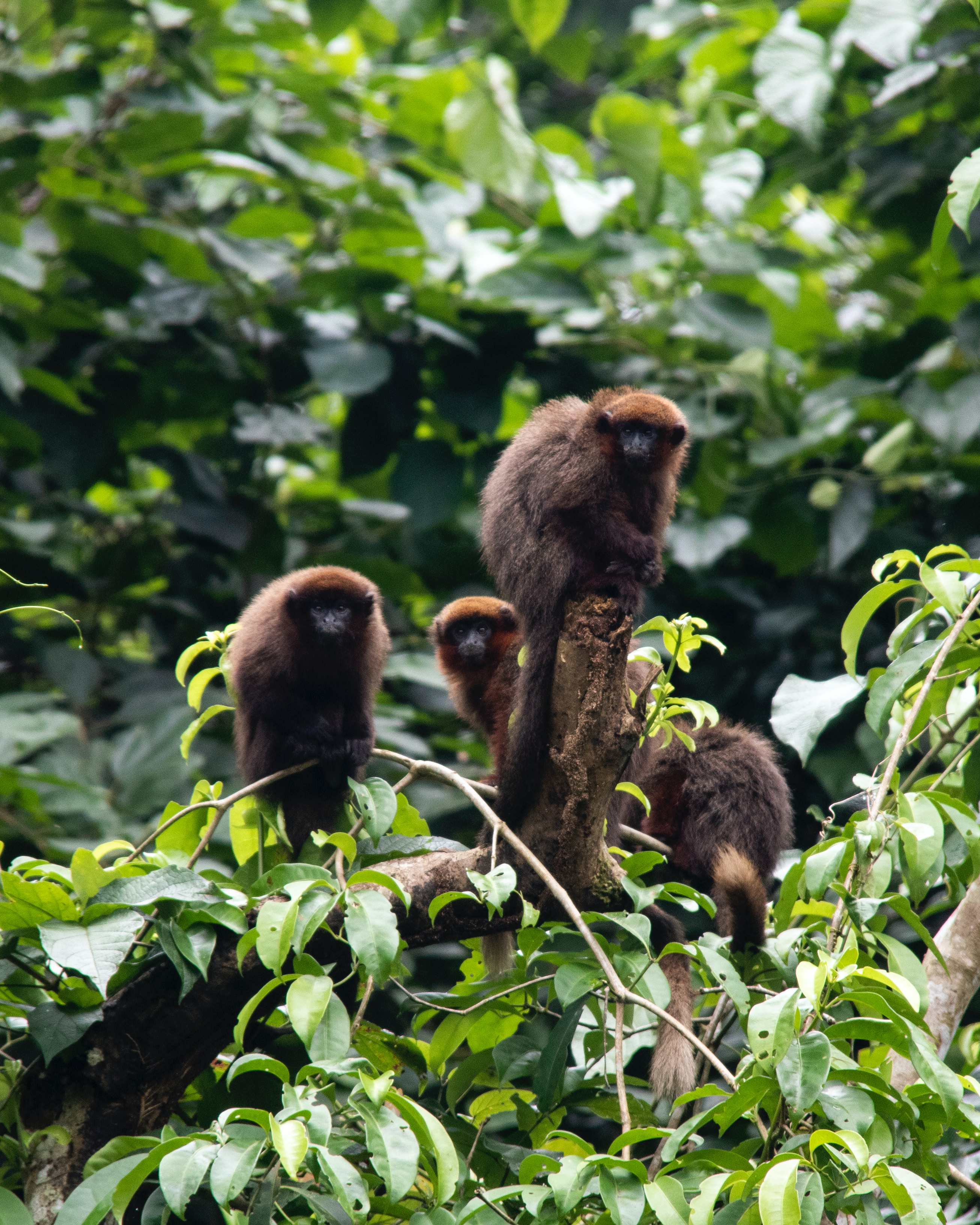 Aber i Amazonas-regnskoven i Peru