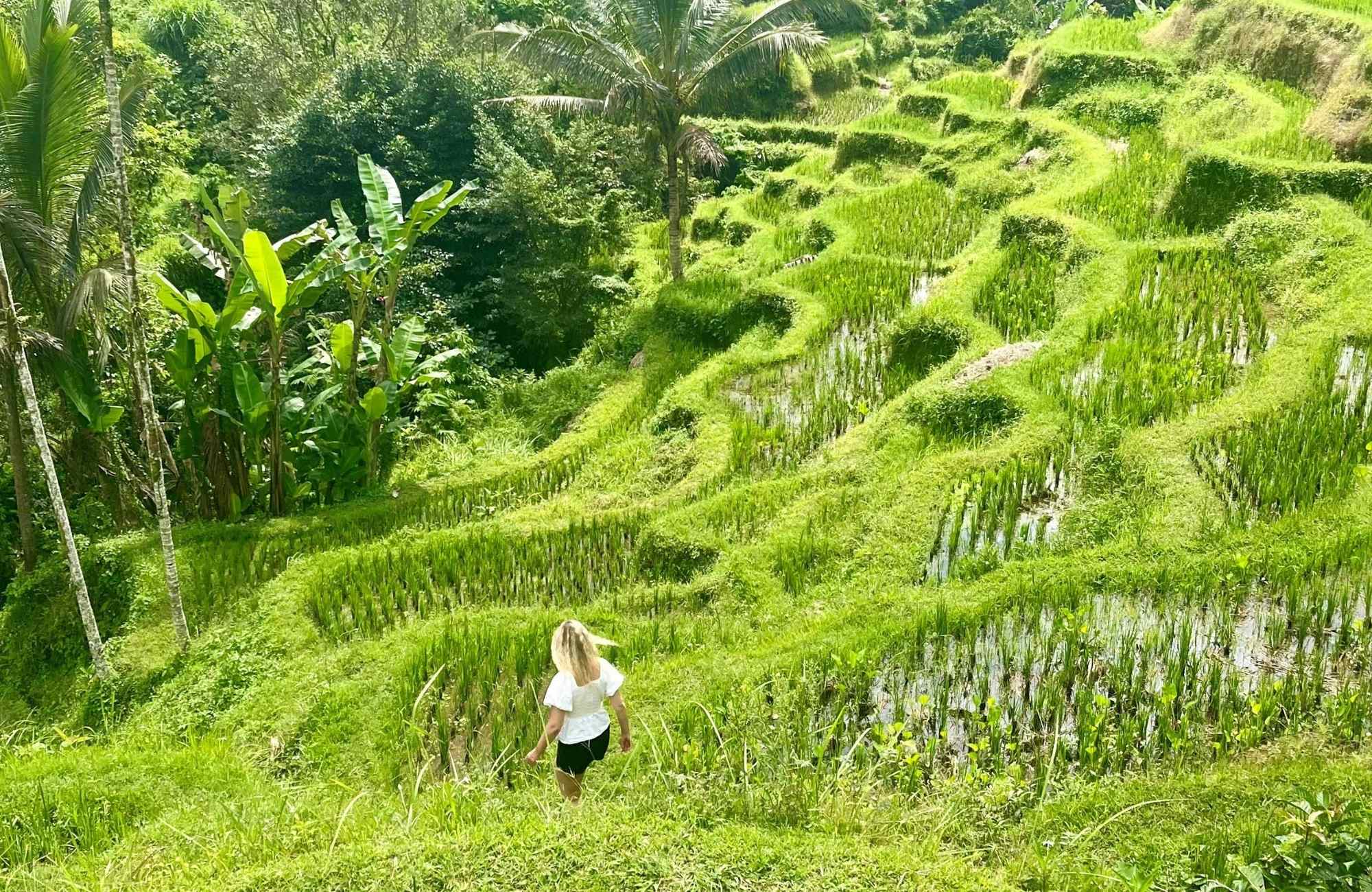 En rejsende går rundt mellem risterasser på Bali. 