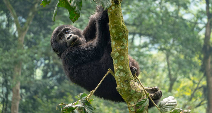 Se bjerggorillaer helt tæt på i deres naturlige habitat