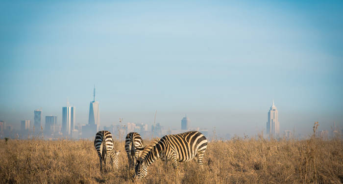 Zebraer uden for byen i Nairobi