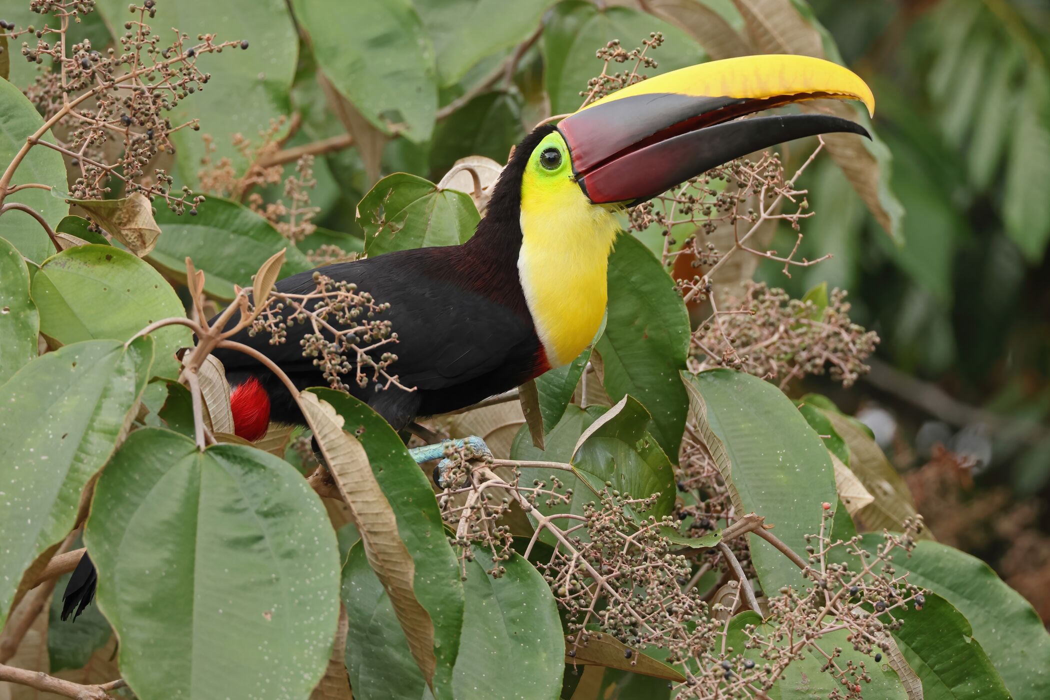 Nærbillede af en tukan med farverigt næb, der sidder i et træ omgivet af grønne blade.