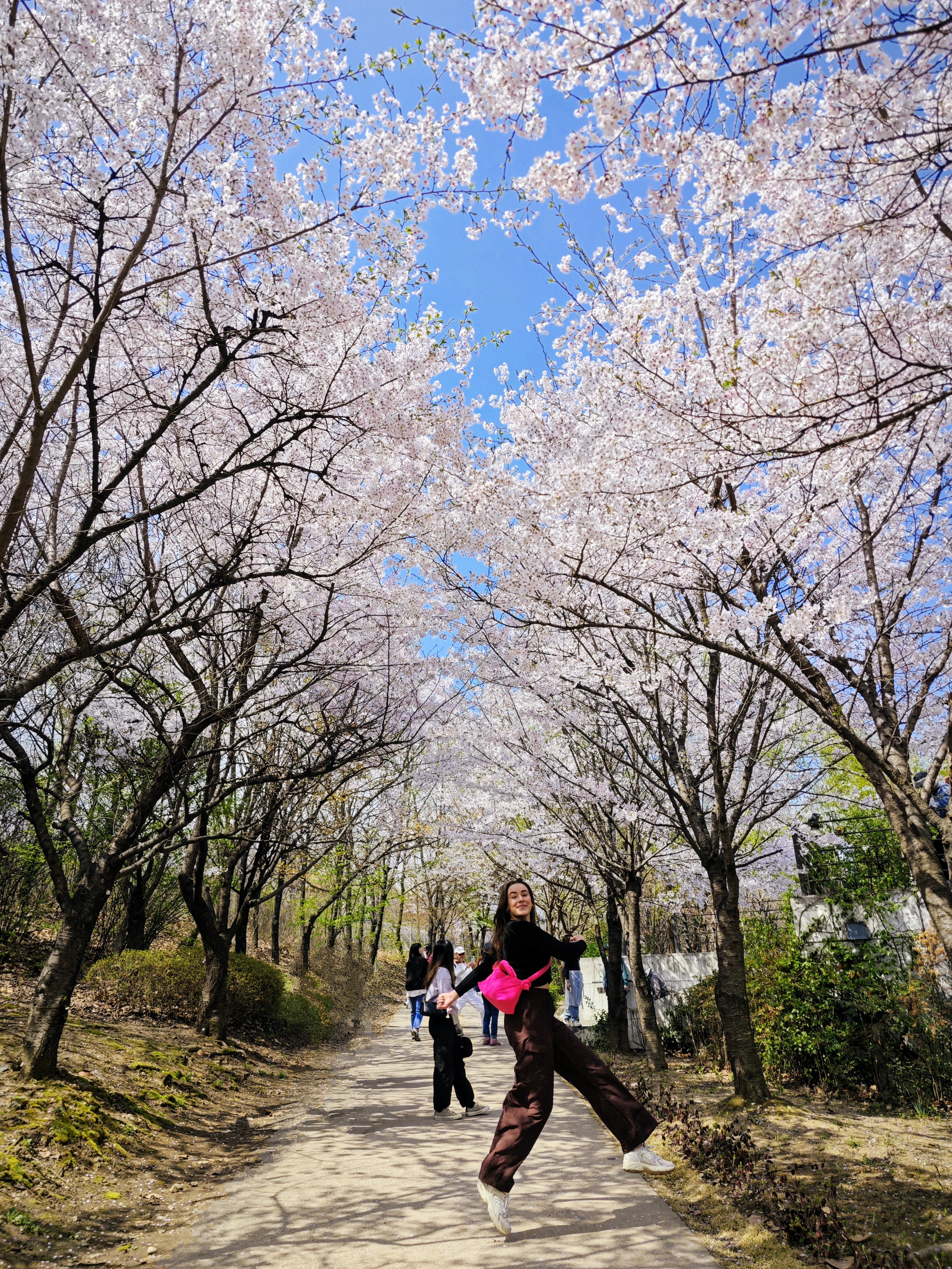 Kirsebærtræer, der blomstrer i Seoul. Foran ses en pige, der hopper og smiler til kameraet 