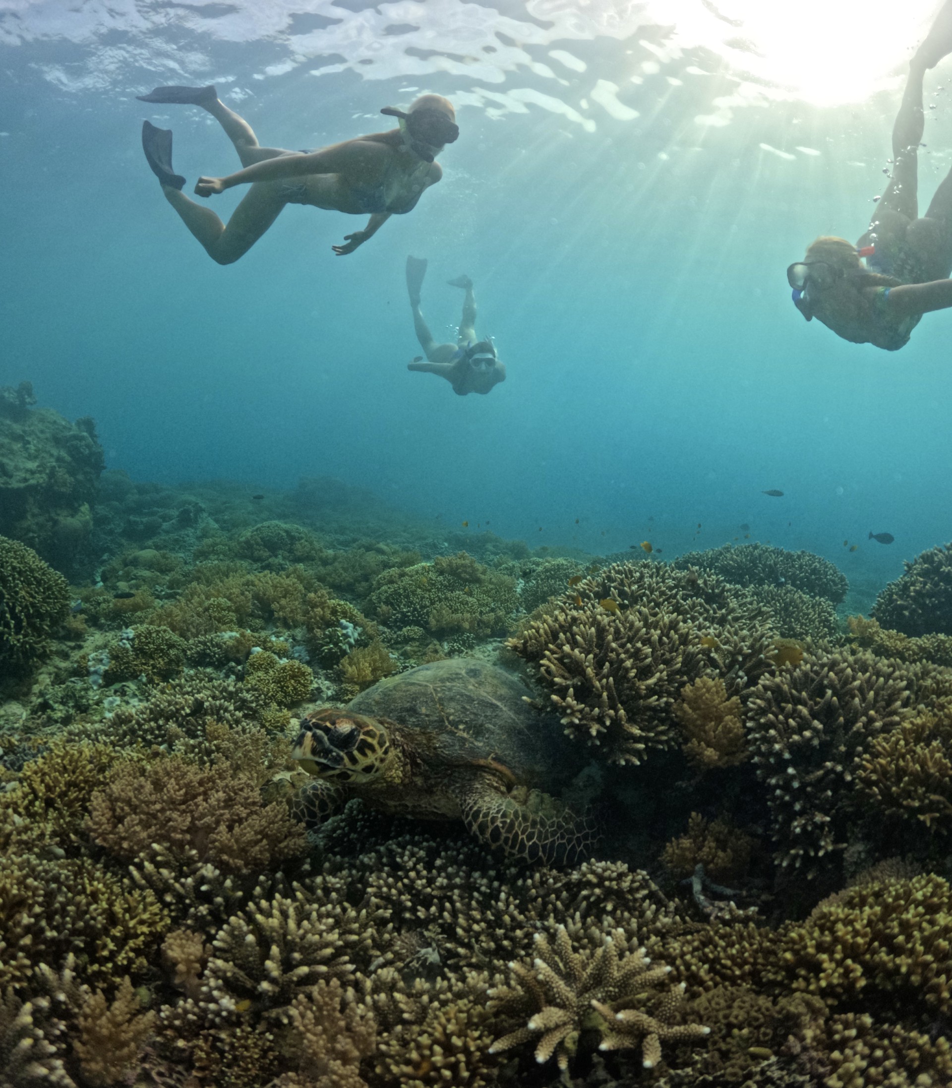 Bright green rice field terraces on Bali, Indonesia