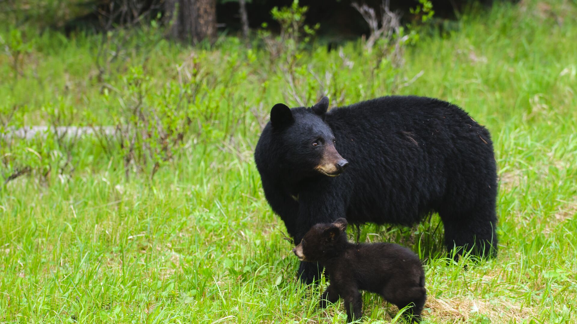 En sortbjørn med unge omgivet af grønt græs. 