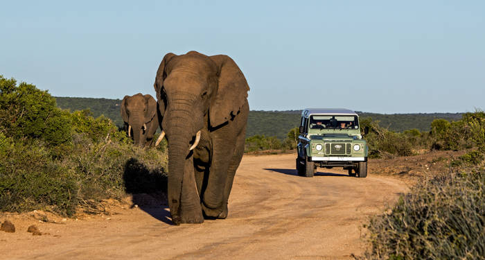 Addo Elefant park i Sydafrika