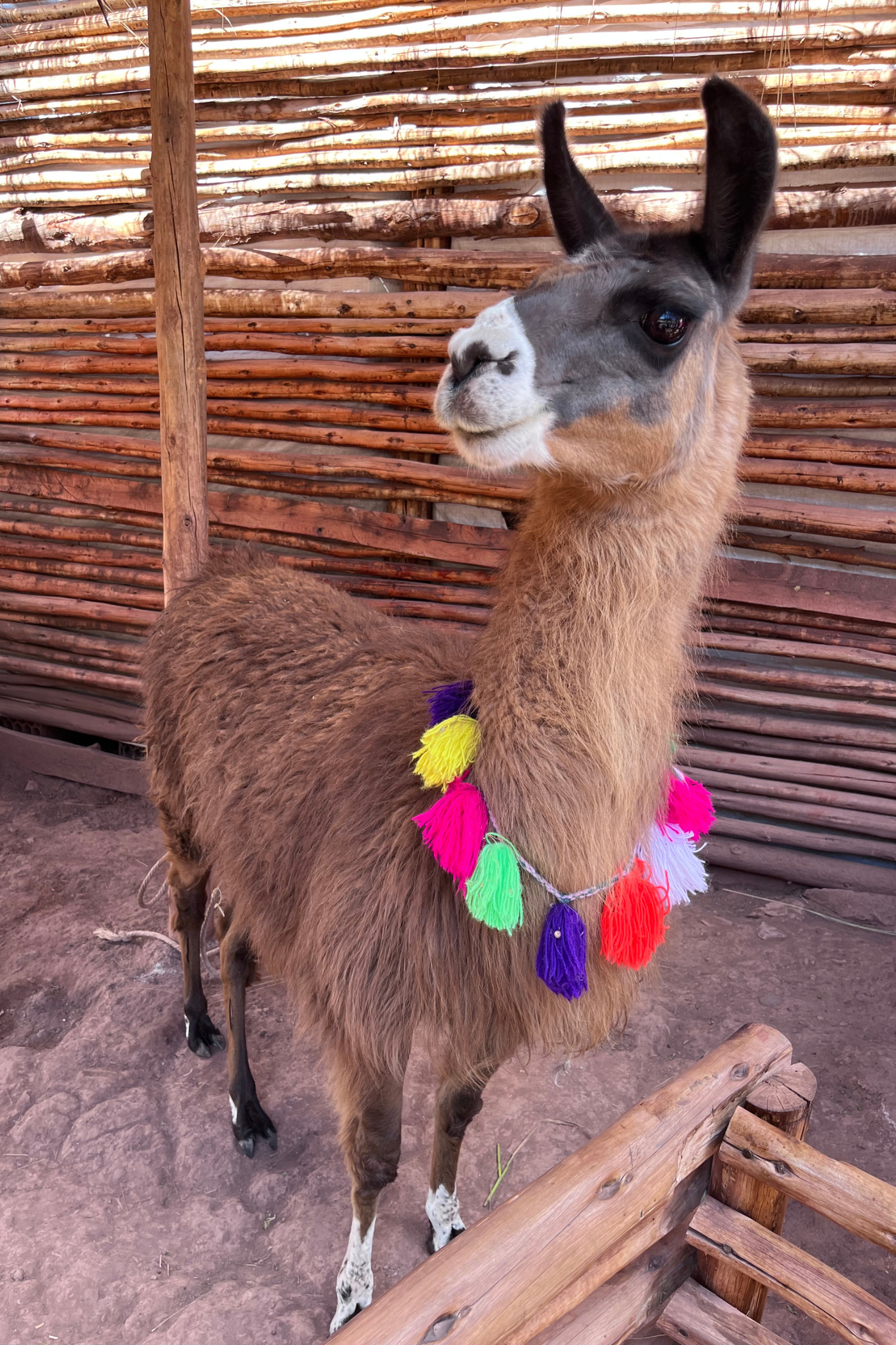 Lama med farverige kvaster i et bånd om halsen. 