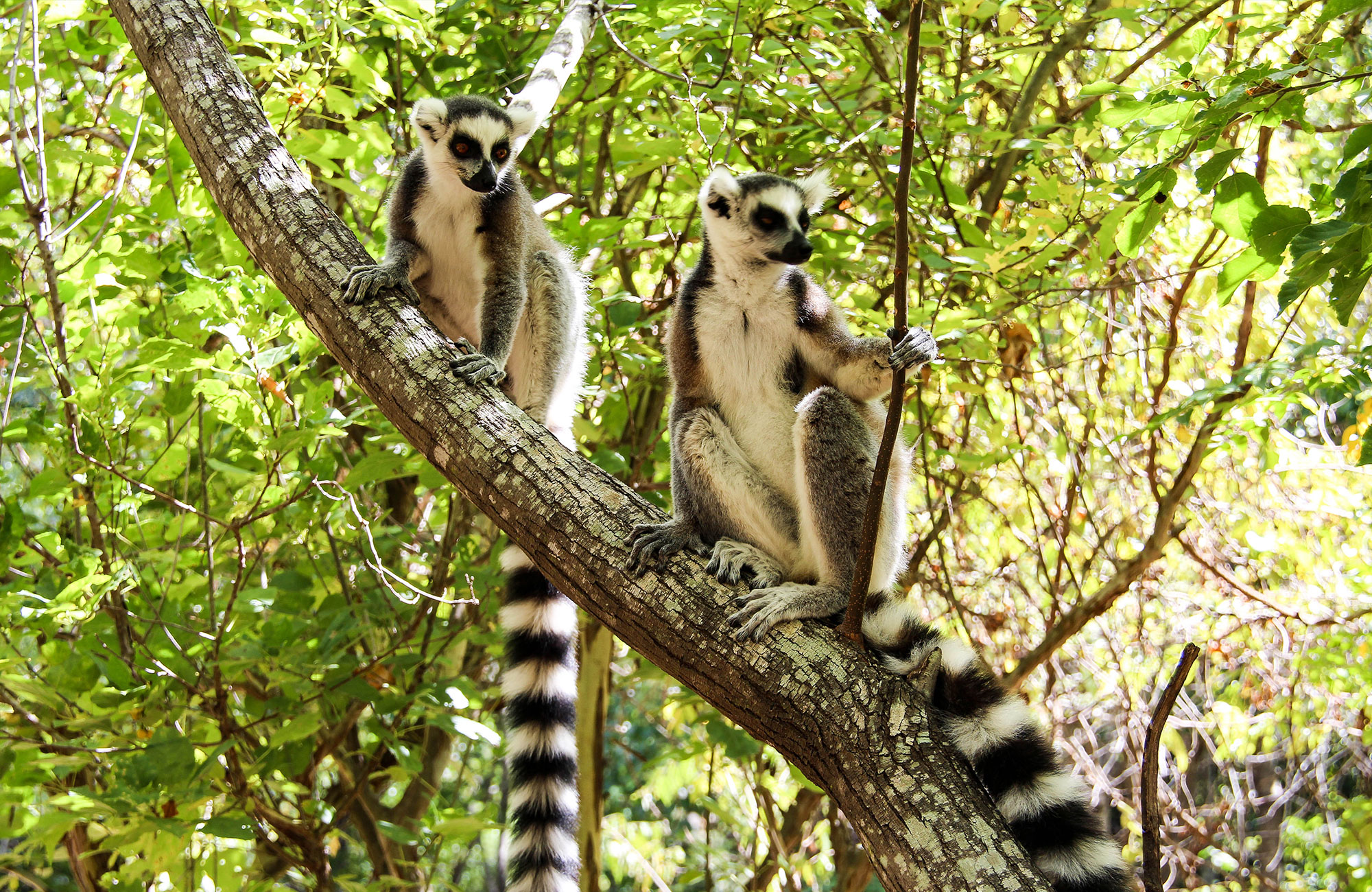 Africa Madagascar Isalo National Park Lemurs