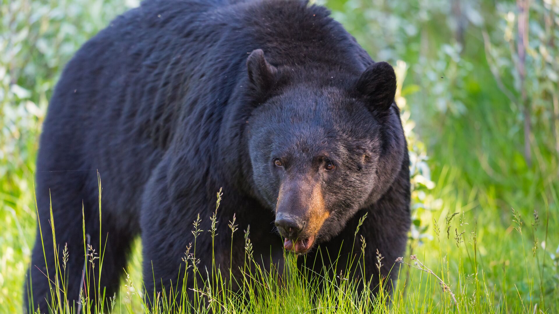 Nærbillede af en sortbjørn med halvåben mund. 