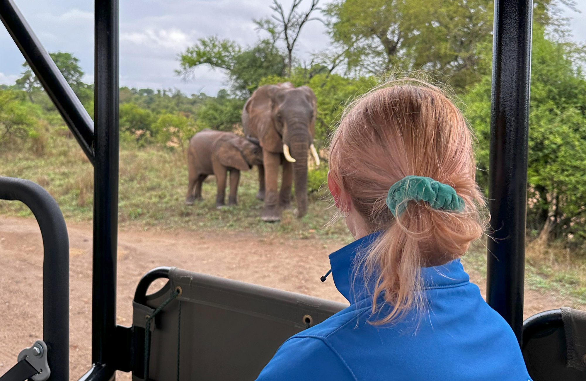 En rejsende med ryggen til, der kigger på elefanter fra en safaribil. 