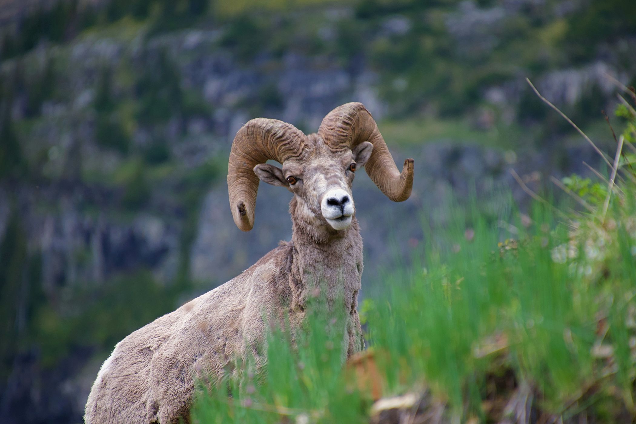 Nærbillede af et bighorn sheep - en bjergged med store, buede horn. 