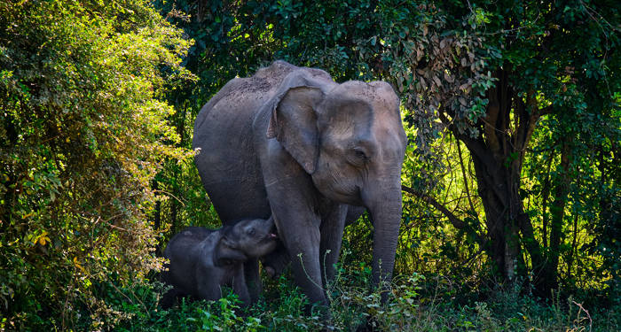 Sri Lanka Udawalawe Reservoir Elephants