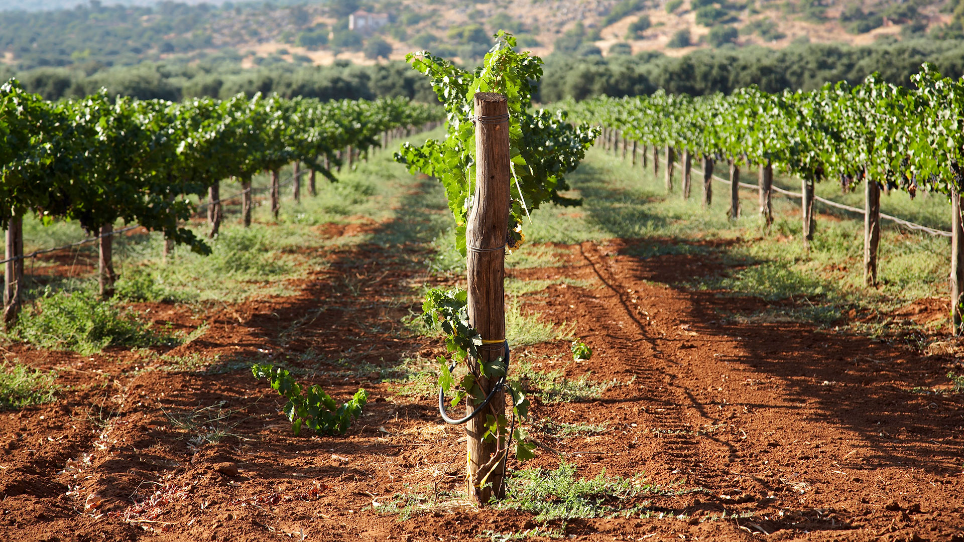 31-hellas.vacances-athens-wineproduction-papagiannakos