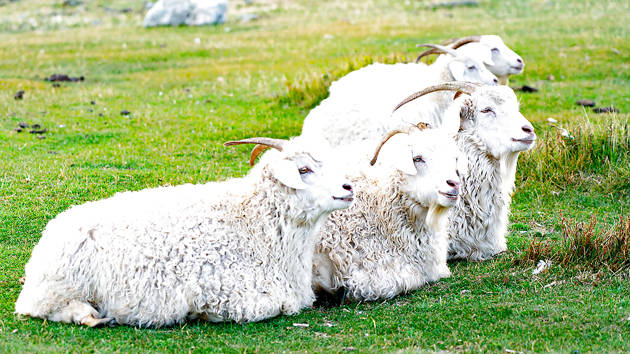 patagonian_sheep_1280x720_for_navi_web