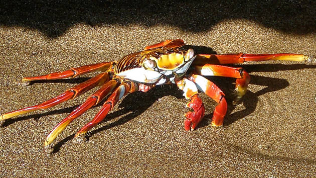 crab-on-galapagos_1280x720