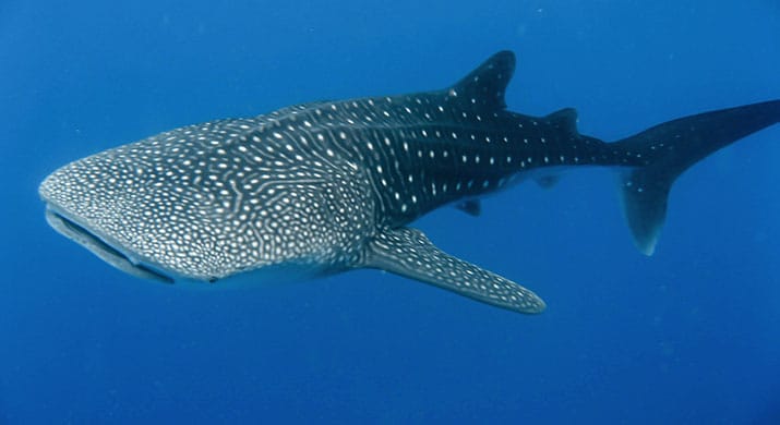 1_Gili_Trawangan_Marine_016