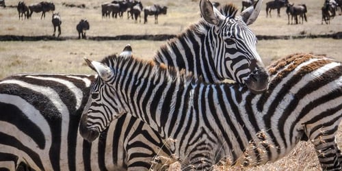 6018ef8a786ef6d1a5c89038b481f3f1